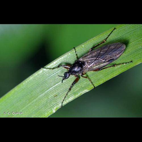 <i>Bibio johannis</i> (Linnaeus, 1767) © C. Quintin