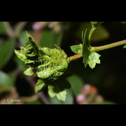 <i>Dasineura crataegi</i> (Winnertz, 1853) © C. Quintin