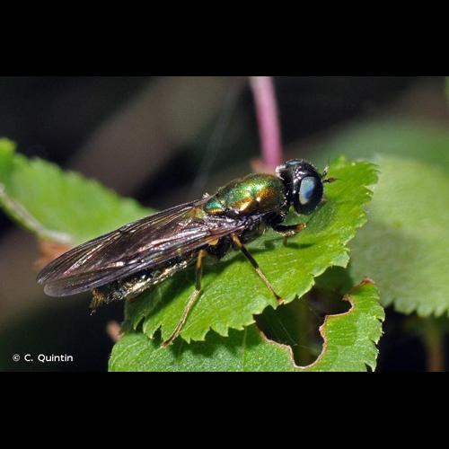 <i>Chloromyia formosa</i> (Scopoli, 1763) © C. Quintin