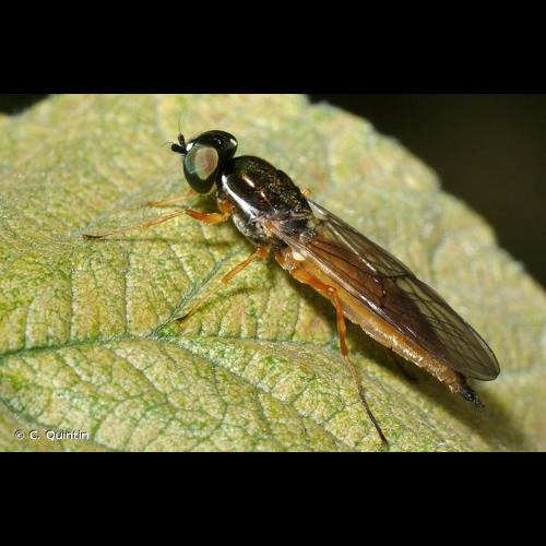 <i>Sargus bipunctatus</i> (Scopoli, 1763) &copy; C. Quintin