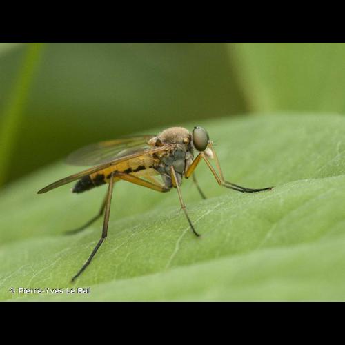 <i>Rhagio scolopaceus</i> (Linnaeus, 1758) © Pierre-Yves Le Bail