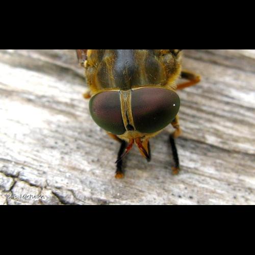 <i>Tabanus sudeticus</i> Zeller, 1842 © F. Michalke