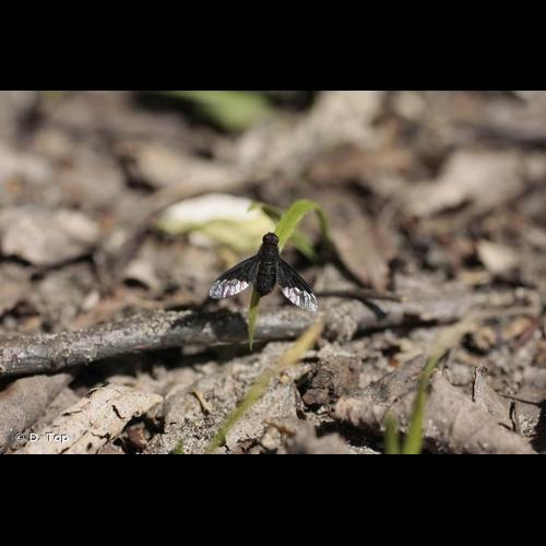 <i>Hemipenthes morio</i> (Linnaeus, 1758) © D. Top