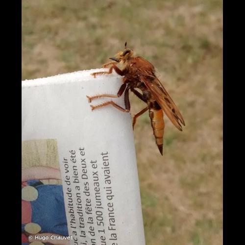 <i>Asilus crabroniformis</i> Linnaeus, 1758 © Hugo Chauvet