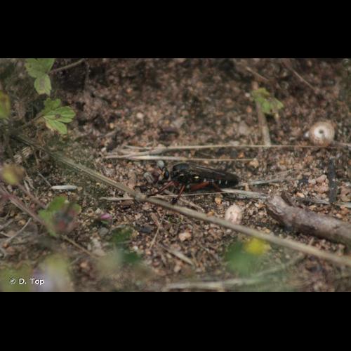 <i>Dasypogon diadema</i> (Fabricius, 1781) © D. Top