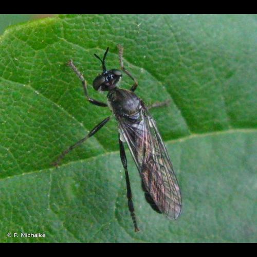 <i>Dioctria atricapilla</i> Meigen, 1804 &copy; F. Michalke