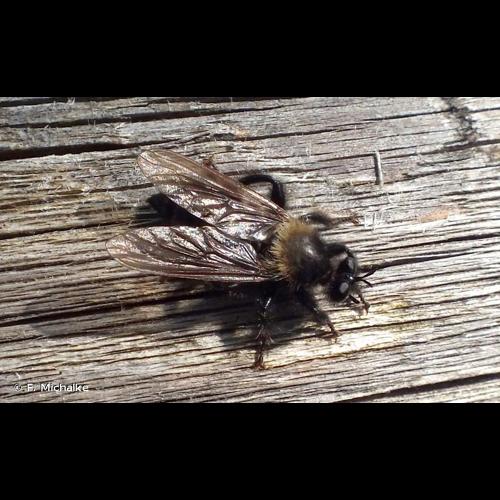 <i>Laphria ephippium</i> (Fabricius, 1777) © F. Michalke