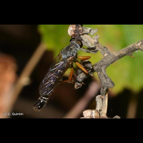 <i>Neomochtherus pallipes</i> (Meigen, 1820) © C. Quintin