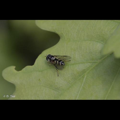 <i>Dasysyrphus albostriatus</i> (Fallén, 1817) © D. Top