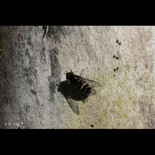 <i>Dasysyrphus tricinctus</i> (Fallén, 1817) © D. Top