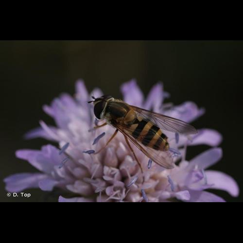 <i>Epistrophe grossulariae</i> (Meigen, 1822) © D. Top