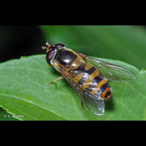 <i>Epistrophe nitidicollis</i> (Meigen, 1822) &copy; C. Quintin