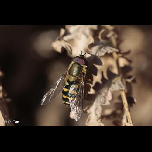 <i>Syrphus torvus</i> Osten-Sacken, 1875 © D. Top