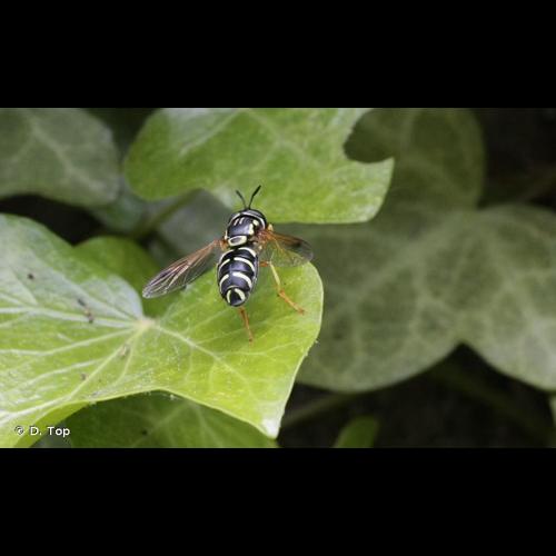 <i>Chrysotoxum festivum</i> (Linnaeus, 1758) © D. Top