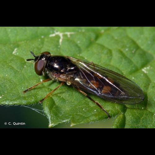 <i>Melanostoma mellinum</i> (Linnaeus, 1758) © C. Quintin