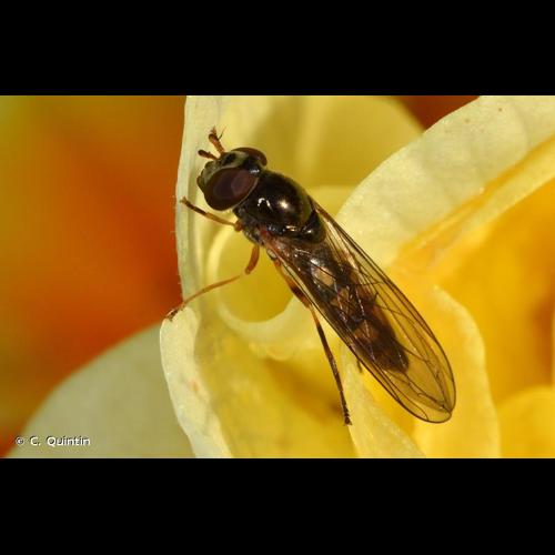 <i>Melanostoma scalare</i> (Fabricius, 1794) © C. Quintin