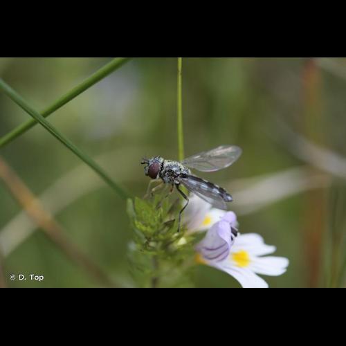 <i>Platycheirus albimanus</i> (Fabricius, 1781) © D. Top