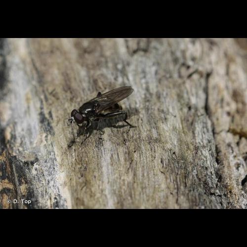 <i>Chalcosyrphus nemorum</i> (Fabricius, 1805) © D. Top