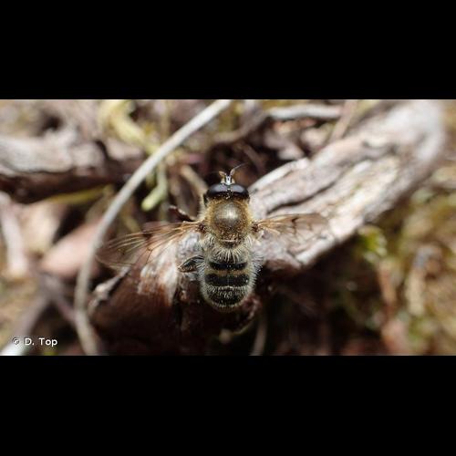 <i>Criorhina asilica</i> (Fallén, 1816) © D. Top