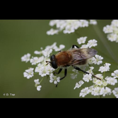 <i>Criorhina berberina</i> (Fabricius, 1805) © D. Top