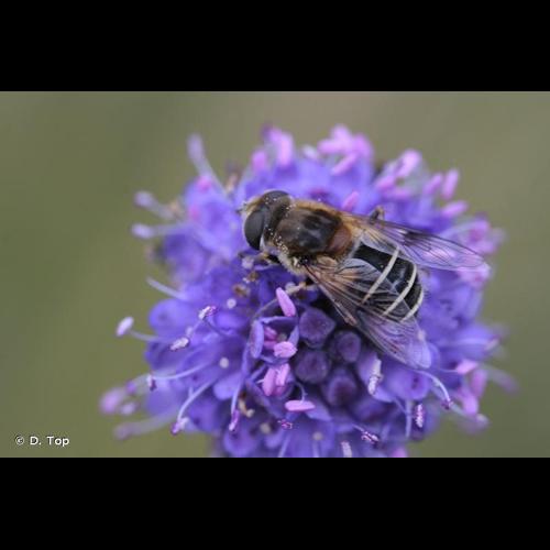 <i>Eristalis jugorum</i> Egger, 1858 © D. Top