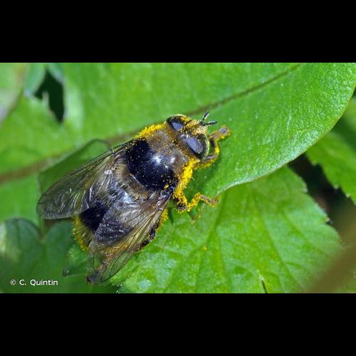 <i>Merodon equestris</i> (Fabricius, 1794) © C. Quintin