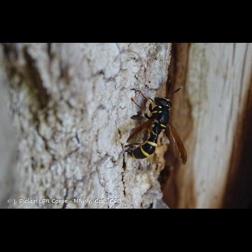 <i>Sphiximorpha subsessilis</i> (Illiger <i>in</i> Rossi, 1807) © J. Piolain LPR Corse - MNHN, CdC, OFB