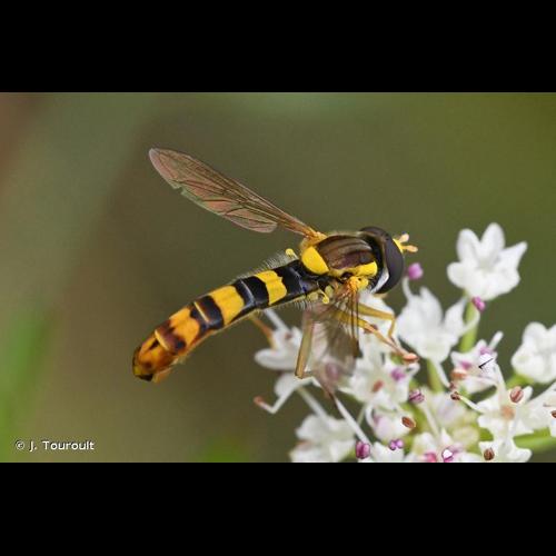 <i>Sphaerophoria scripta</i> (Linnaeus, 1758) © J. Touroult