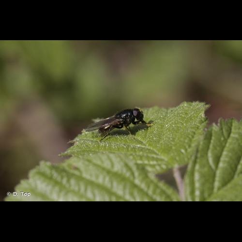 <i>Cheilosia albitarsis</i> (Meigen, 1822) &copy; D. Top