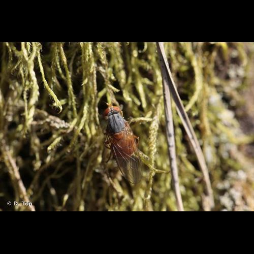 <i>Brachyopa pilosa</i> Collin, 1939 &copy; D. Top