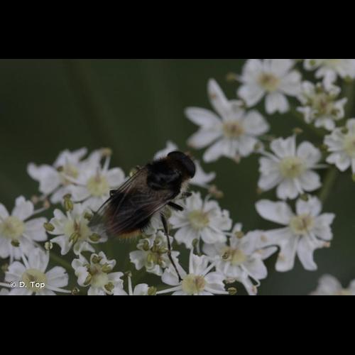 <i>Cheilosia illustrata</i> (Harris, 1780) &copy; D. Top
