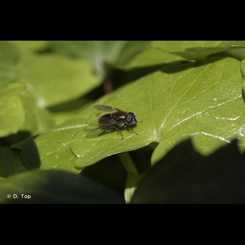 <i>Cheilosia proxima</i> (Zetterstedt, 1843) © D. Top