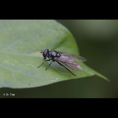 <i>Cheilosia variabilis</i> (Panzer, 1798) &copy; D. Top