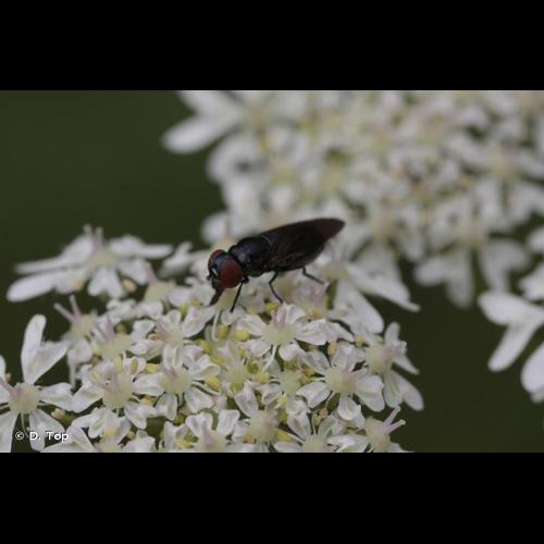 <i>Chrysogaster solstitialis</i> (Fallén, 1817) © D. Top