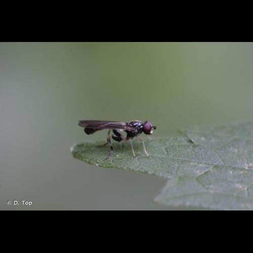 <i>Sphegina clunipes</i> (Fallén, 1816) © D. Top