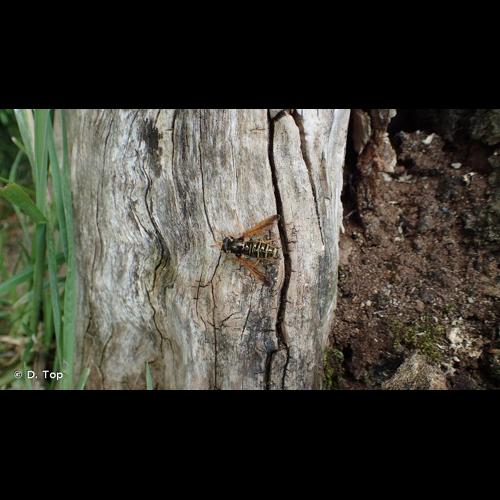 <i>Caliprobola speciosa</i> (Rossi, 1790) © D. Top