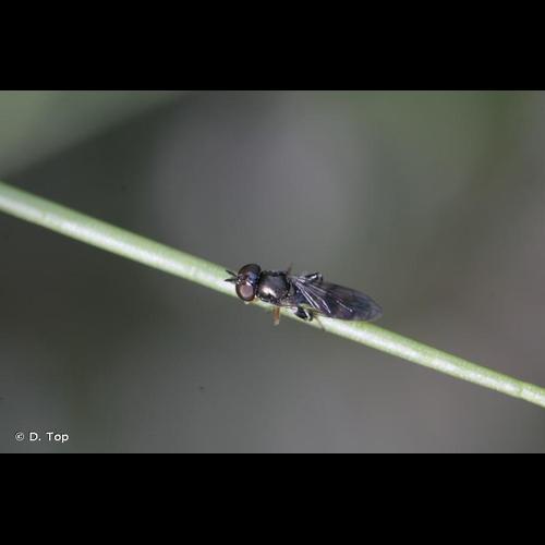 <i>Neoascia podagrica</i> (Fabricius, 1775) © D. Top