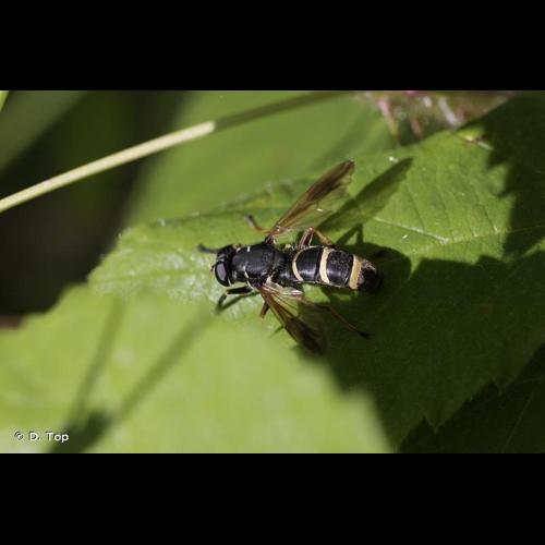 <i>Temnostoma bombylans</i> (Fabricius, 1805) © D. Top