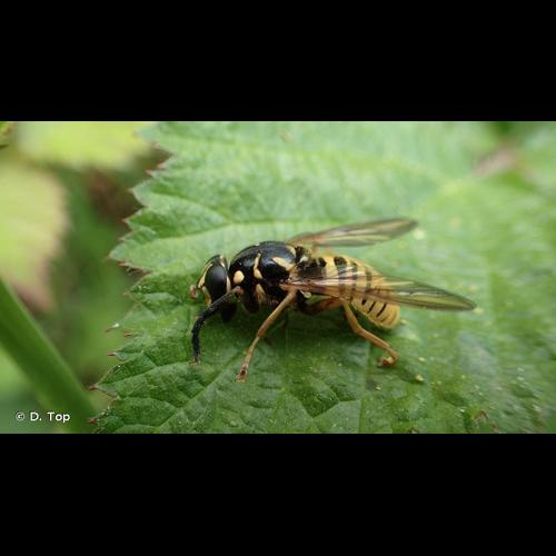 <i>Temnostoma vespiforme</i> (Linnaeus, 1758) © D. Top