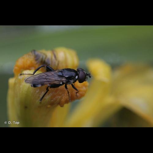 <i>Tropidia scita</i> (Harris, 1780) © D. Top