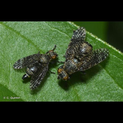 <i>Platystoma seminationis</i> (Fabricius, 1775) © C. Quintin