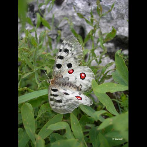 <i>Parnassius apollo</i> (Linnaeus, 1758) &copy; P. Gourdain