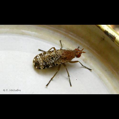 <i>Euthycera chaerophylli</i> (Fabricius, 1798) © F. Michalke