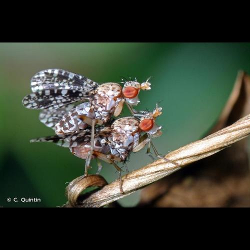 <i>Trypetoptera punctulata</i> (Scopoli, 1763) © C. Quintin