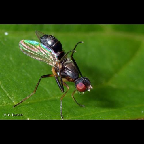 <i>Nemopoda nitidula</i> (Fallén, 1820) © C. Quintin