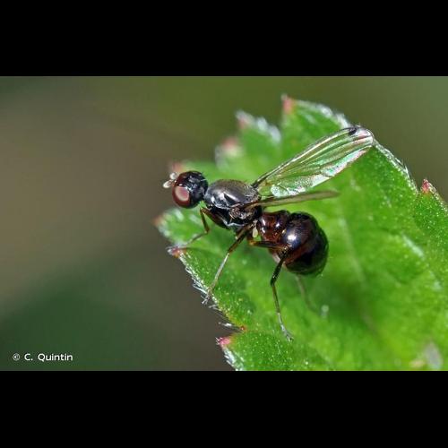 <i>Sepsis fulgens</i> Meigen, 1826 © C. Quintin
