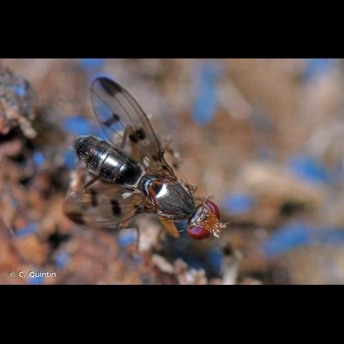 <i>Geomyza tripunctata</i> Fallén, 1823 © C. Quintin