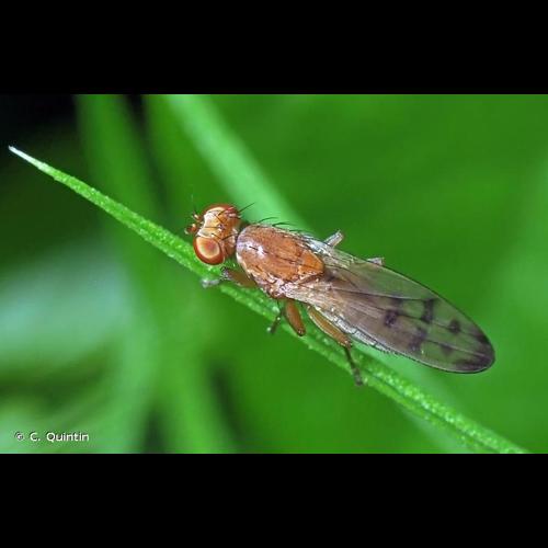 <i>Opomyza florum</i> (Fabricius, 1794) © C. Quintin