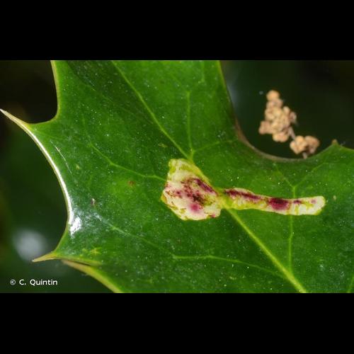 <i>Phytomyza ilicis</i> Curtis, 1846 © C. Quintin