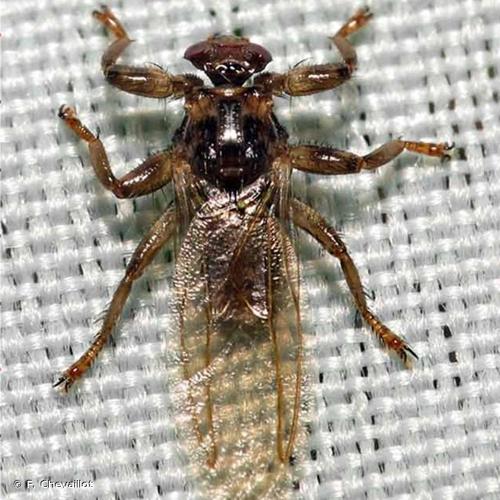 <i>Lipoptena cervi</i> (Linnaeus, 1758) &copy; F. Chevaillot